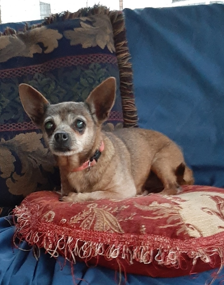 DIXIE- Female Chihuahua - 12 yrs old