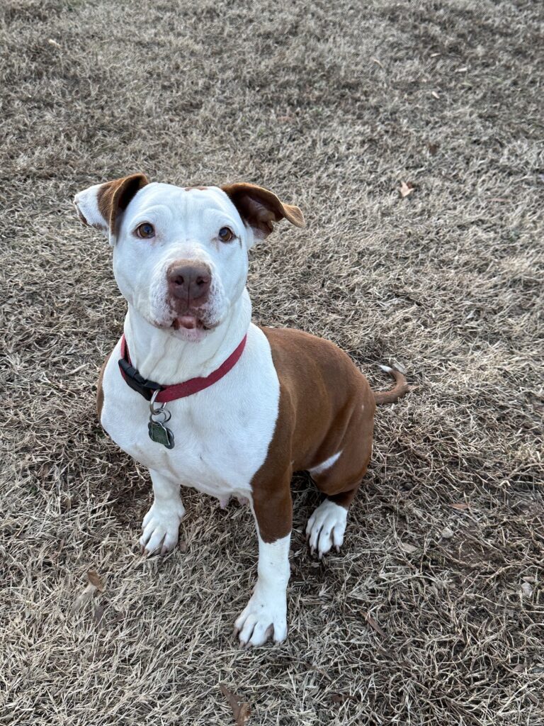 Roxie F Bull Terrier DOB 2019